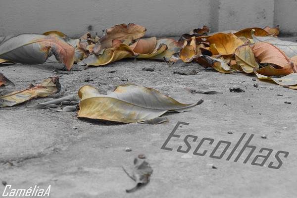 Escolhas