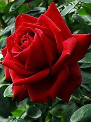 Rosa Maria