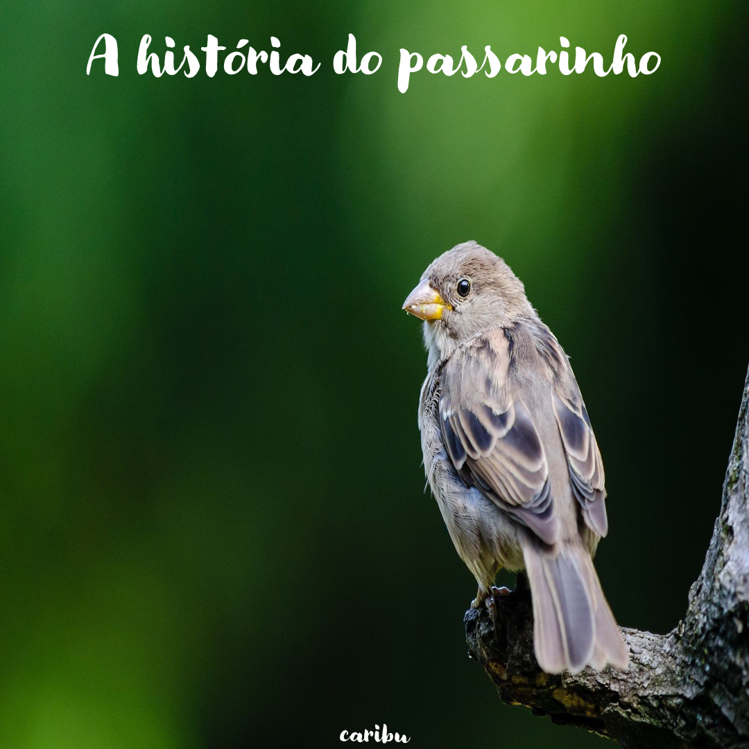 A história do passarinho